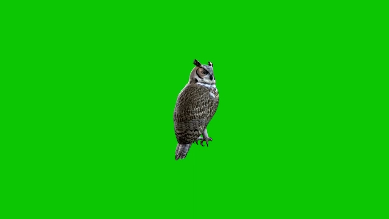 GREEN SCREEN OWL ANIMATED HD  | FREE TO USE GRAPHICS ANIMATIONS GREAT FOR AMBIENT VIDEOS