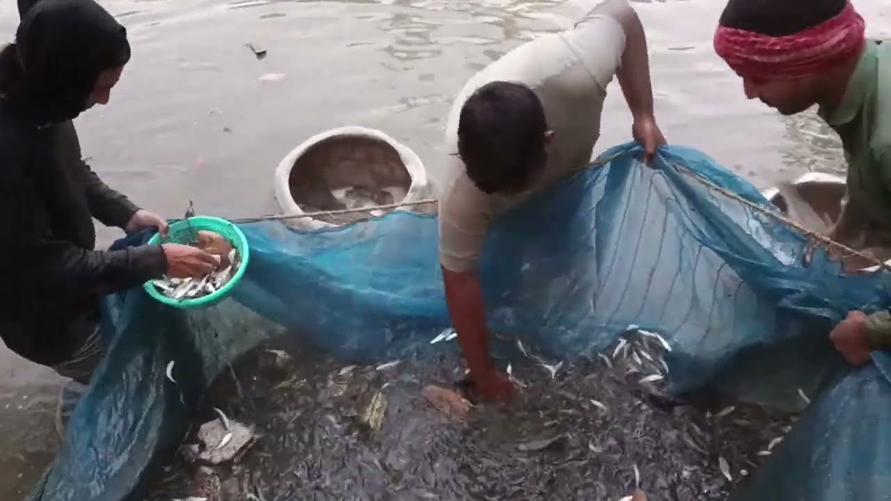 আজ পুকুরে জাল টেনে অনেক মাছ ধরলাম। Catching Big Fish Using Net From Our Own Pond.