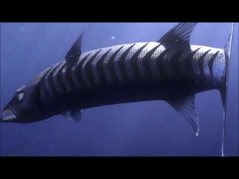 Barracuda Sound Effects (Finding Nemo)