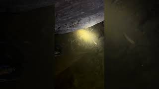 Chonjang Gam(Ngatanlep Wacha Neo) Va Ka Nga(Fish) Mat Ufi