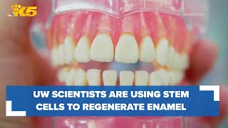 How University of Washington scientists use stem cells to regenerate tooth enamel