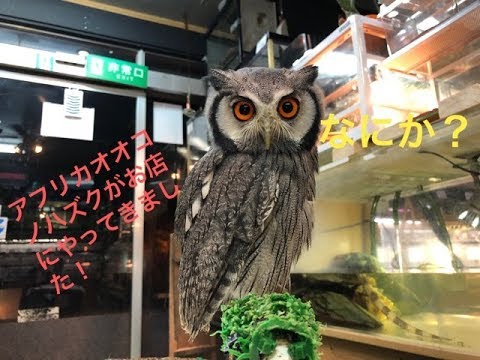アフリカオオコノハズク入荷 Youtube アフリカオオコノハズク入荷 Youtube