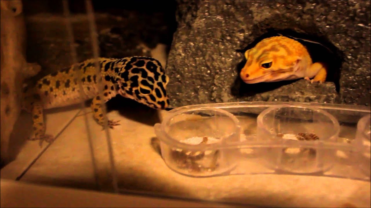 leopard geckos as pets Leopard Gecko Meal Worm Feeding