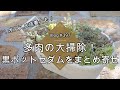 【Vlog397】【多肉植物】多肉の大掃除！黒ポットセダムをまとめ寄せ【オススメ培養土】