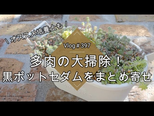 【Vlog397】【多肉植物】多肉の大掃除！黒ポットセダムをまとめ寄せ【オススメ培養土】