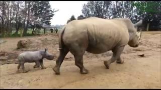 Hamilton Zoo Keeper cam - rhino calf exploring exhibit