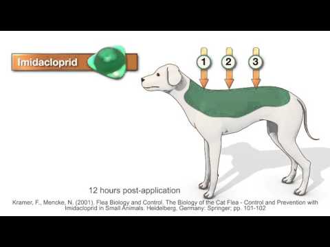 Видео: Оценка образцов сыворотки собачьей сыворотки с положительной реакцией на сердечный червь во время лечения препаратом Advantage Multi ® для собак и доксициклином
