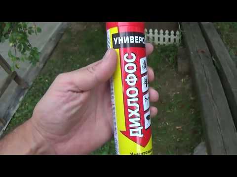 Дихлофос против Ос! Убойная вещь!