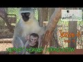 Experience baby monkey orphan Dirkules first encounter of his foster mom