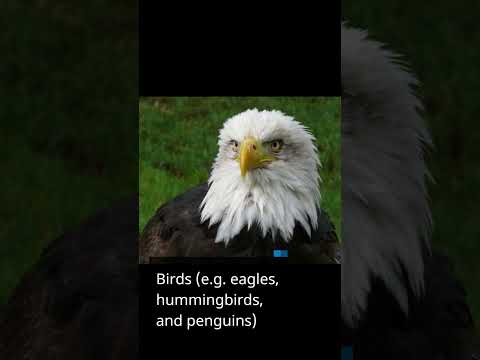Top 6 Animals
