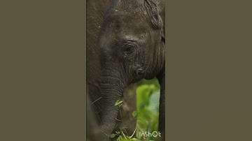 SURAH AL KAWTHAR #egzonibrahimi #surahkawthar #سورة_الكوثر #nature #quran #versesofquran