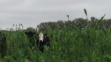 Millborn Premium Graze Cover Crop