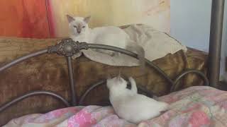Elinga Tonkinese Cattery - Playing time by 🍀lt 🏖 74 views 4 years ago 35 seconds
