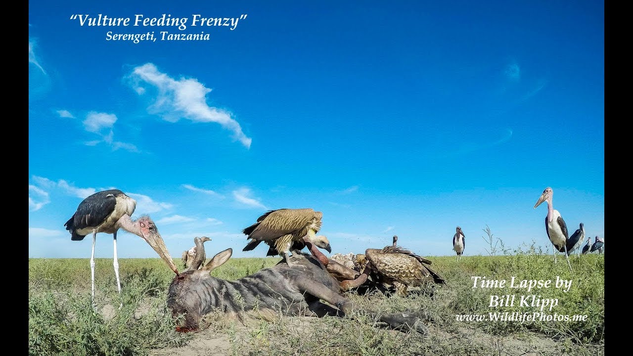 Vulture Feeding Frenzy Time Lapse