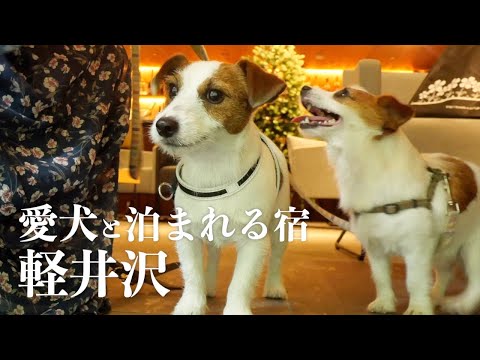 【立地最高】軽井沢にある愛犬と泊まれる宿がお洒落すぎた/レジーナリゾート/ジャックラッセルテリア