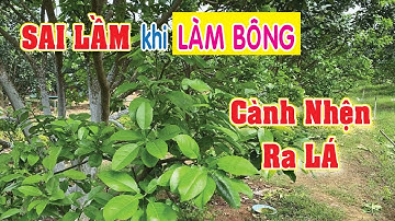 SAI LẦM khi làm bông bưởi da xanh. Tại sao cắt cành nhện RA LÁ? | Nông Nghiệp Xanh