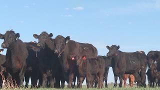 Georgia ranchers sound alarm over White House plan to import beef