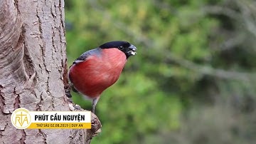 Phút Cầu Nguyện, Thứ Sáu 02/08/2019:  Trân Trọng Hạnh Phúc Đang Có