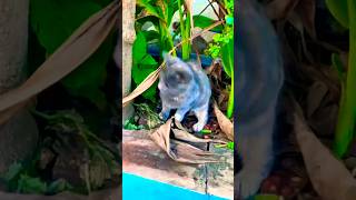 #gatos #gato #cat #viral #shortsviral #update #shortvideos #pets #shorts #love #trending #funny