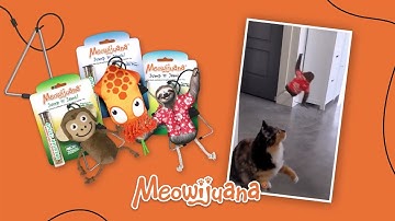 😻 Jump, Pounce, & Play! | Meowijuana Jump 