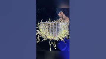 Mới vô mà đã lên nguyên luồng chuột to #batchuotdong #sanbat #mientay #shorts #vugomsanbat