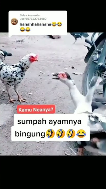 ayamnya bingung