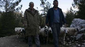 Yörükler Göç Yolunda