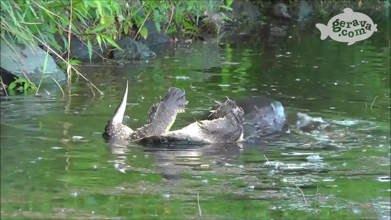 Kompilasi Binatang  Buas  Memangsa  Buruannya HD 4K YouTube