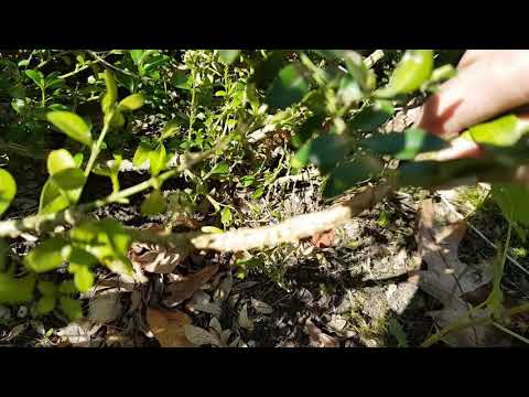 Wideo: Rozmnażanie sadzonek bukszpanu – wskazówki dotyczące zbierania sadzonek bukszpanu