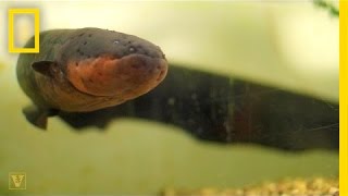 It’s True: Electric Eels Can Leap From the Water to Attack | National Geographic