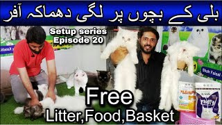 Visited Abdullah Anum cats setup May 3, 2024 | Persian cats | Persian kittens | Free gifts for you by A 4 ali shah 466 views 2 weeks ago 18 minutes