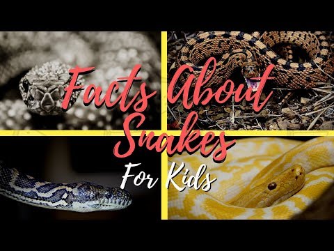 Facts About Snakes for Kids - Snake Documentary for Kids - Preschool Learning