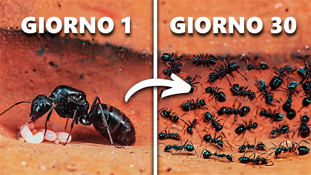 Simulare una Colonia Di Formiche Per 30 Giorni