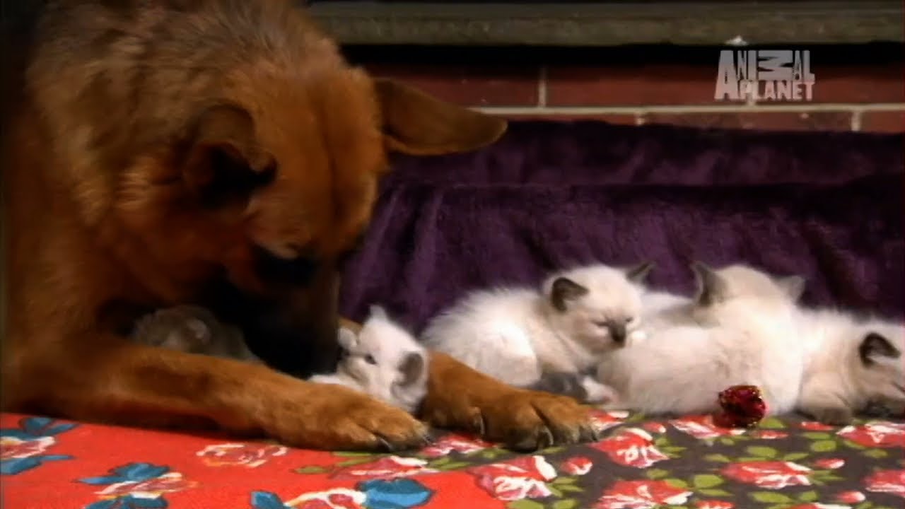 animal planet too cute kittens