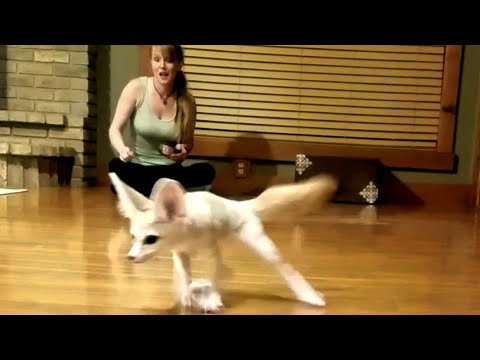 FENNEC FOX CHASING BLUEBERRIES