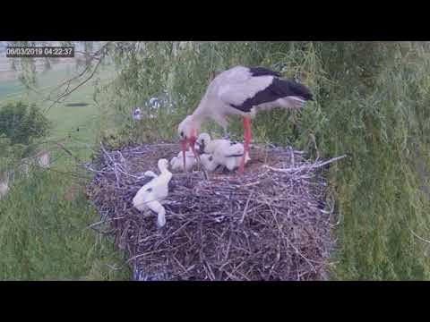 Wideo: Bocianie gniazdo. Gdzie i jak bociany budują swoje gniazda?