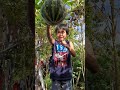 Ang Haba Ng Upo Ni Mama |Garden Nya Sa America |
