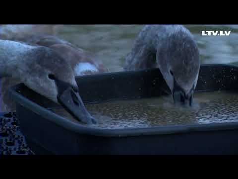 Video: Kāpēc Dubaijā Putnu Lidošana Nav Prātīga - Matador Network