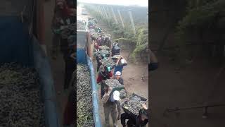 Vendimia en santa rosa mendoza argentina