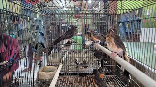Datang Murai Lovebird Kenari FaLk Emprit Jepang Zebra Finch Parkit Gould Amadin Blacthroat Sanger