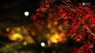 京都・永観堂　紅葉ライトアップ