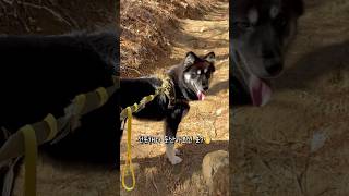 굴러 떨어질까봐 무서웠습니다..ㅎㅎ #블랙탄진돗개  #네눈박이진돗개