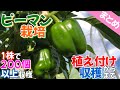 【まとめ】ピーマン栽培　植え付けから収穫まで
