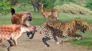 Weird... Hyenas Really Want Destroy Leopard To Rescue Impala? Hyenas vs Lion, Leopard, Impala