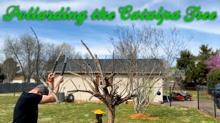 The Catalpa Tree Pollarding Or Pruning?