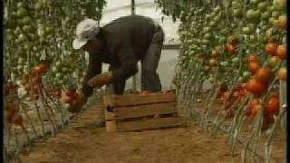 Agricoltura - pomodoro in serra.avi