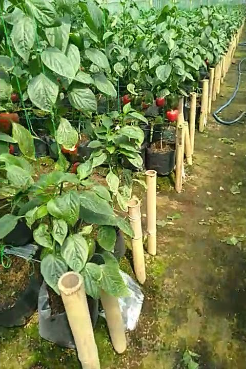 paprika