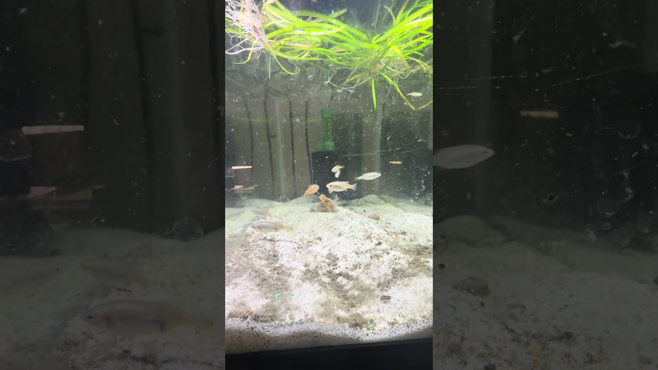 #skiffia multipunctata #aquarium #fish #fishtank