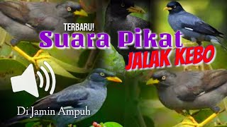 Suara Pikat JALAK KEBO Ribut Di Alam Liar Paling Ampuh Pilihan Para Pemikat - Mp3 Free