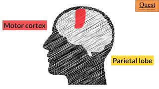 Neuroanatomy 3 - Motor System